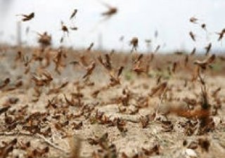 В Оренбургской области уничтожено 95 процентов саранчовых вредителей