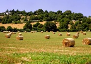 В Томске заготовлена половина от необходимого объема кормов для животноводства