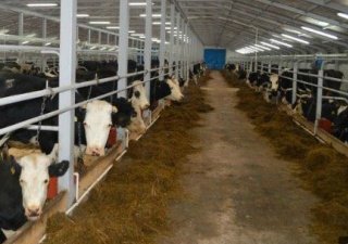 В Костромской области создаются новые цеха по переработке мяса и молока