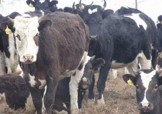 В Башкирии на 200 граммов выросли показатели суточного надоя от одной коровы