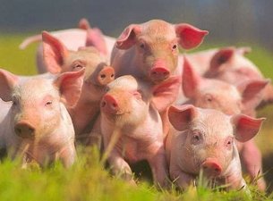 Скот из Канады – на пути в Россию