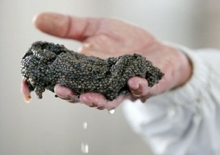 Краснодар настраивается на производство чёрной икры