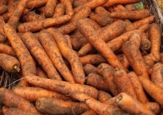 Из Беларуси завезли зараженную морковь
