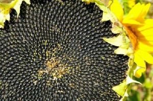Семена подсолнечника крупноплодного сорт Лакомка