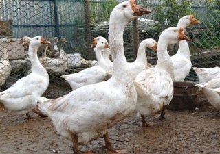 Башкирия будет поставлять российским регионам деликатесы из гусиного мяса