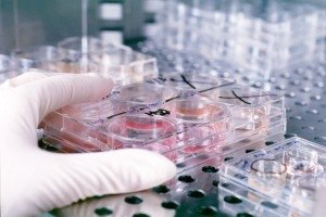 Бактерии группы кишечной палочки обнаружены в продукции трех белорусских предприятий