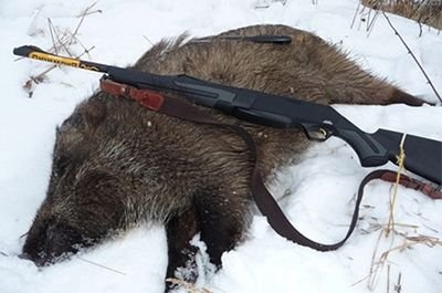 АЧС: Власти Польши обвиняют охотников в саботаже отстрела кабанов
