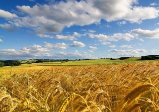 Белорусы примут участие в развитии АПК на Сахалине