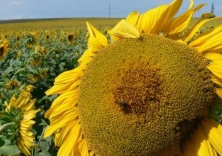 Крыму не грозит продовольственный дефицит