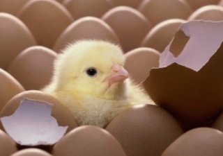 В Японии изобрели яйца с белыми желтками