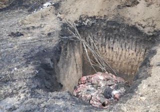 Яма с биоотходами и залитые навозной жижей земли выявили экологи в Солнцевском районе Курской области