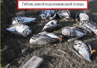 О причинах гибели дикой водоплавающей птицы