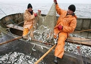 Росрыболовство будет добиваться отмены решения Арбитражного суда Адыгеи о приватизации крупнейшего осетрового рыбозавода