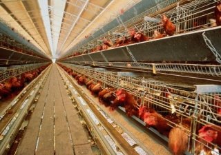 Пензенская область: строительство птицефабрики