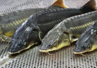 Органическая аквакультура становится все более востребованной