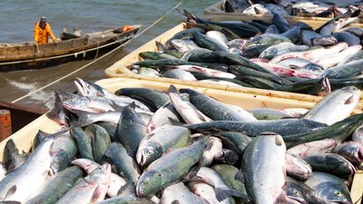 О российском знаке качества и добровольной сертификации рыбной продукции