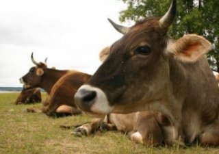 Денежные средства костромским аграриям на поддержку сельхозпроизводств из областного бюджета направлены в полном объеме