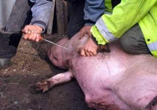 В Бурятии запретят убой скота на частных подворьях с начала мая
