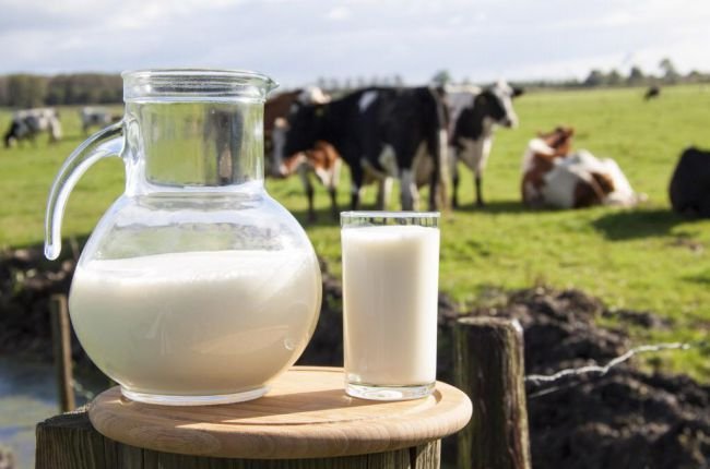 Половина фонда господдержки сельхозпроизводства Подмосковья идет на молочную отрасль