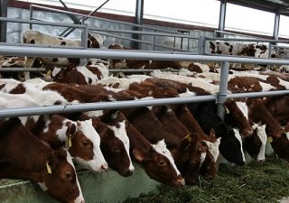 В январе поголовье КРС в России сократилось на 2,2%