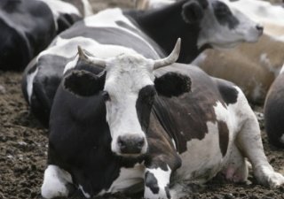 СОЮЗМОЛОКО и Россельхознадзор договорились о пилотном тестировании системы электронной ветеринарной сертификации