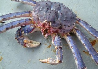 Нелегальные поставки российского краба удалось сократить