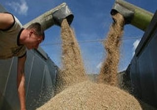 На Кубани уже собрано более 4 млн тонн зерна