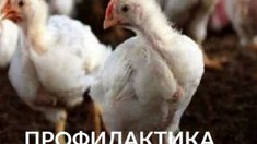 ПРОФИЛАКТИКА РАСКЛЕВОВ КАК ЗАЛОГ ВЫСОКОЙ ПРОДУКТИВНОСТИ СЕЛЬСКОХОЗЯЙСТВЕННОЙ ПТИЦЫ