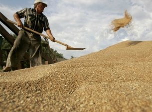 В Архангельском хлебокомбинате похитили зерно на 200 млн. руб.