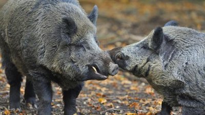 Борьба с АЧС в Германии: Как остановить нашествие диких свиней?