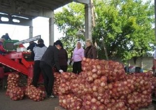Министр Свердловской области проконтролировал уборку картофеля и овощей