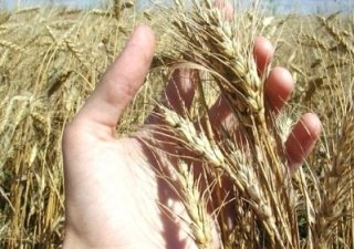 Очередная засуха переориентирует АПК Татарстана на молоко