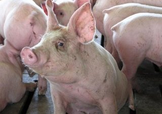 В России выросло производство свинины