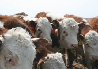 Амурские племрепродукторы смогут дополнительно зарабатывать