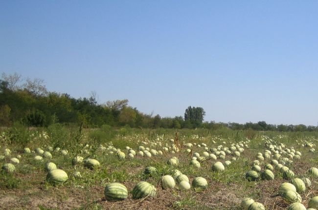 Пашня – для дела, бахча – для души