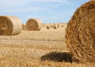 В Архангельской области показатели заготовки кормов пошли на спад