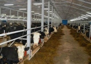 В Костромской области расширена категория получателей субсидий на поддержку мясного и помесного скотоводства