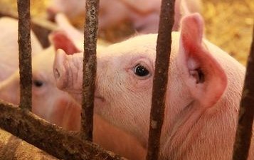 За нескольких дней АЧС переместилась на запад Польши на 100 км