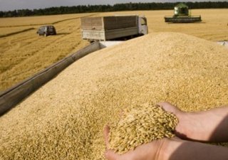 Российские экспортеры зерна лишились иракского рынка сбыта