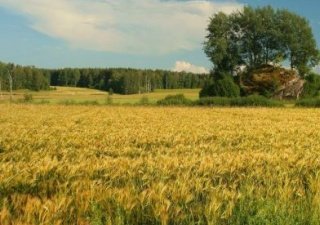 В Курганской области прошел День семеновода