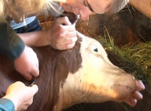 800 забайкальских животных страдают от ящура