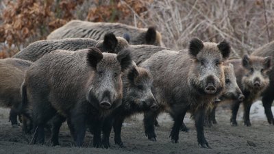 Год с АЧС в Польше - опыт и выводы