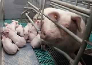 Российские и американские ученые испытывают вакцину против АЧС