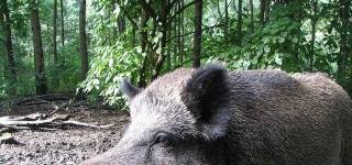Дикие кабаны – источник распространения африканской чумы свиней