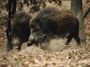 Руководство ооо «Лахское» заинтересовано в благополучной эпизоотической обстановки в охотхозяйстве