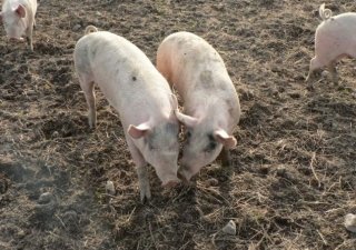 В Волгоградской области снова разгорается АЧС