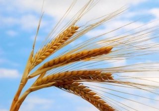 Челябинская область получит 68,2 млн рублей на выплату компенсаций аграриям