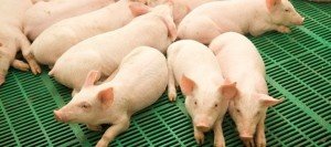Евросоюз пожалел 12 млн евро на борьбу с АЧС и теперь несет еще большие убытки