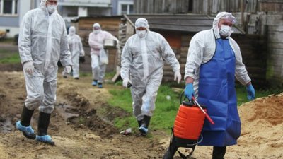 Число официально подтвержденных случаев АЧС на территории Польши вплотную приблизилось к трем десяткам