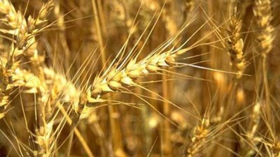 Преимущества  автодоставки продукции оценили партнеры Михайловского зерноперерабатывающего комбината